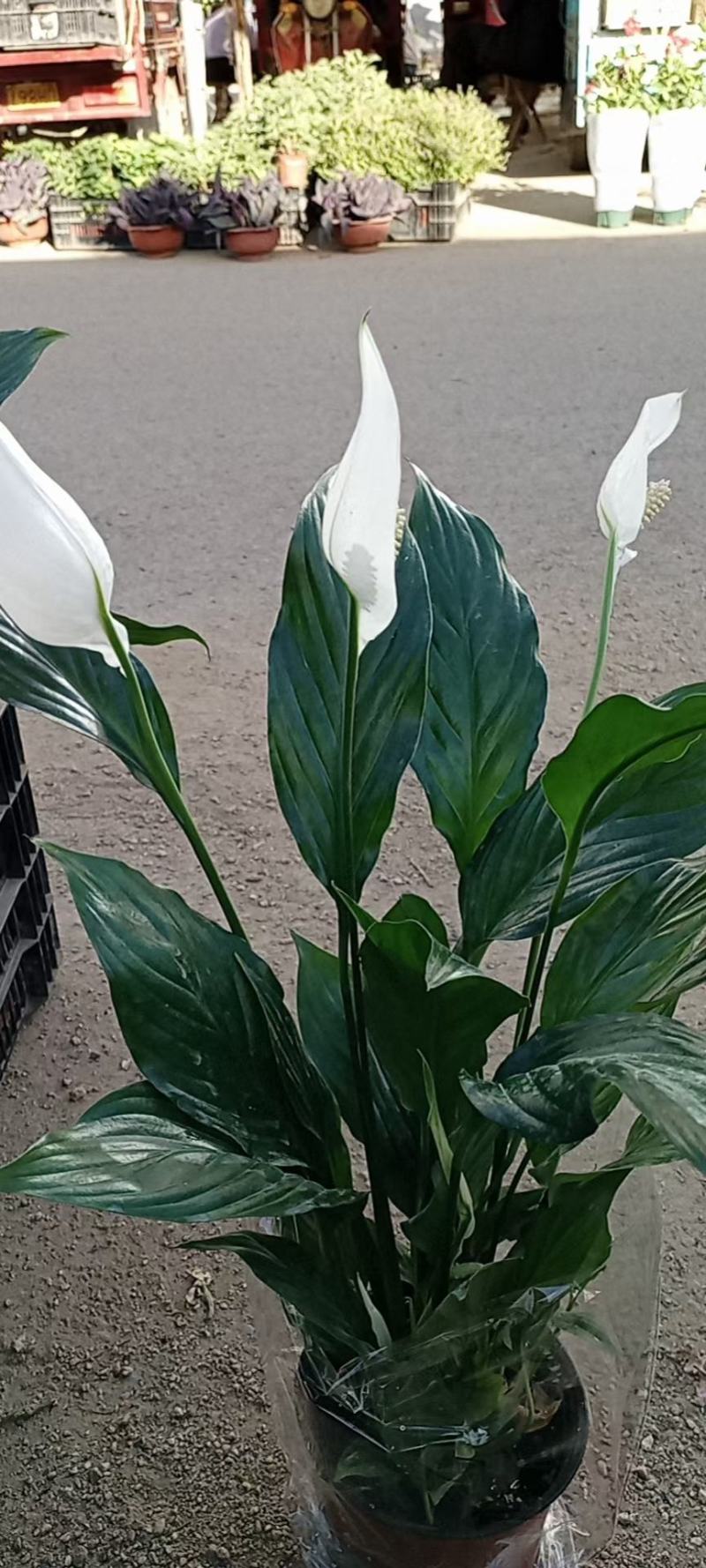 白掌观赏植物花卉基地直供好养活