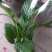白掌观赏植物花卉基地直供好养活