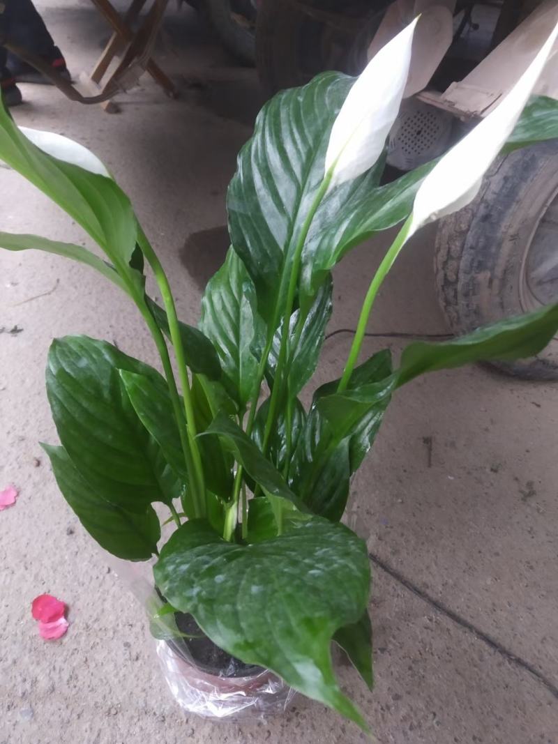 白掌观赏植物花卉基地直供好养活