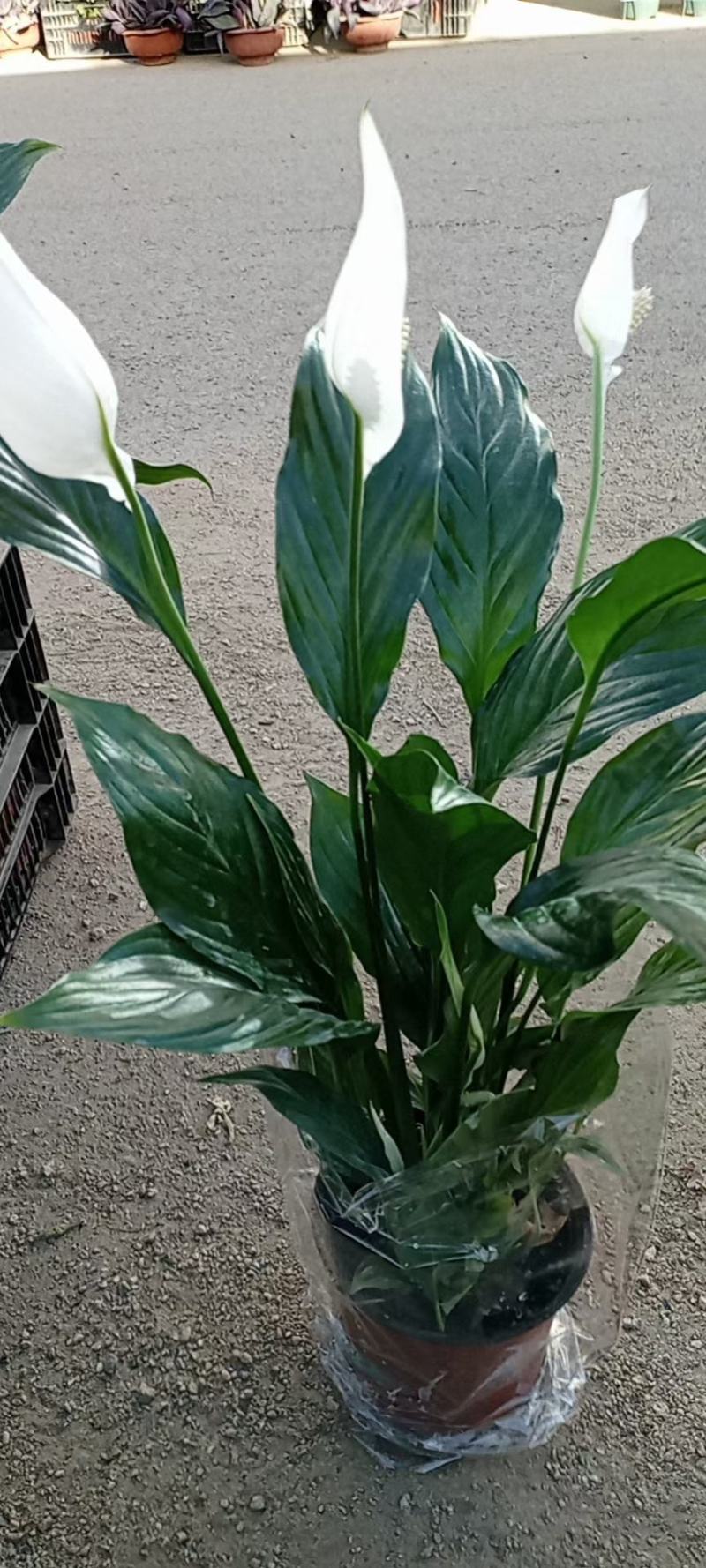 白掌观赏植物花卉基地直供好养活
