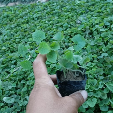 欧亚活血丹小苗，连钱草营养钵苗，坤盛花卉基地批发