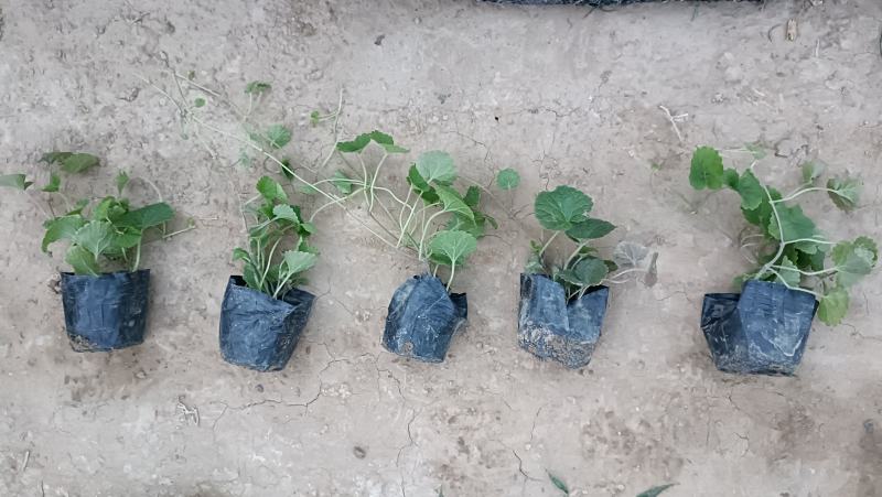 欧亚活血丹小苗，连钱草营养钵苗，坤盛花卉基地批发