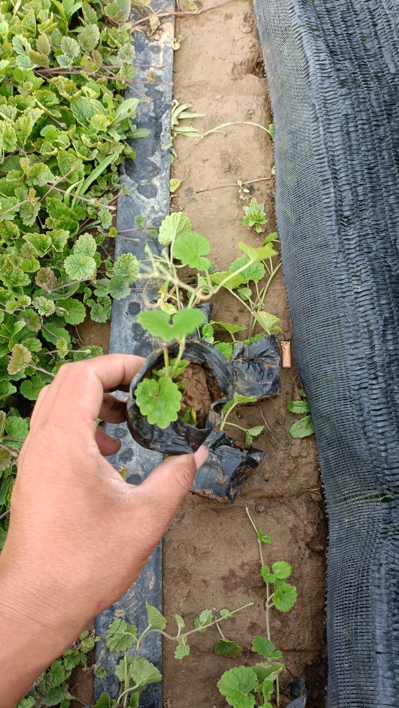 欧亚活血丹小苗，连钱草营养钵苗，坤盛花卉基地批发