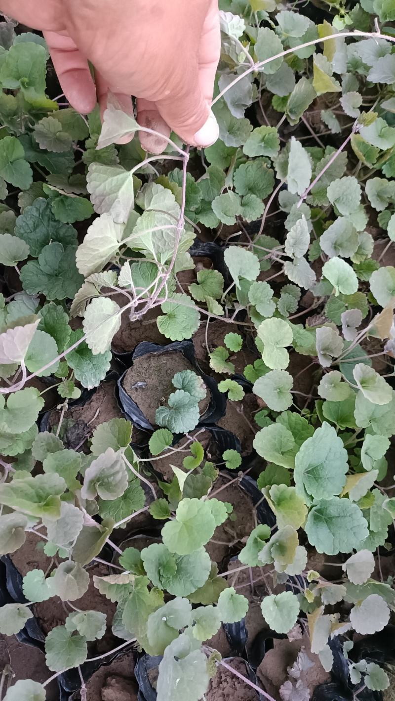 欧亚活血丹小苗，连钱草营养钵苗，坤盛花卉基地批发