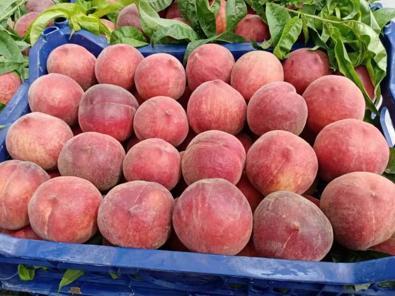 毛桃，河北春雪毛桃，一手货源，品质保证。欢迎老板咨询