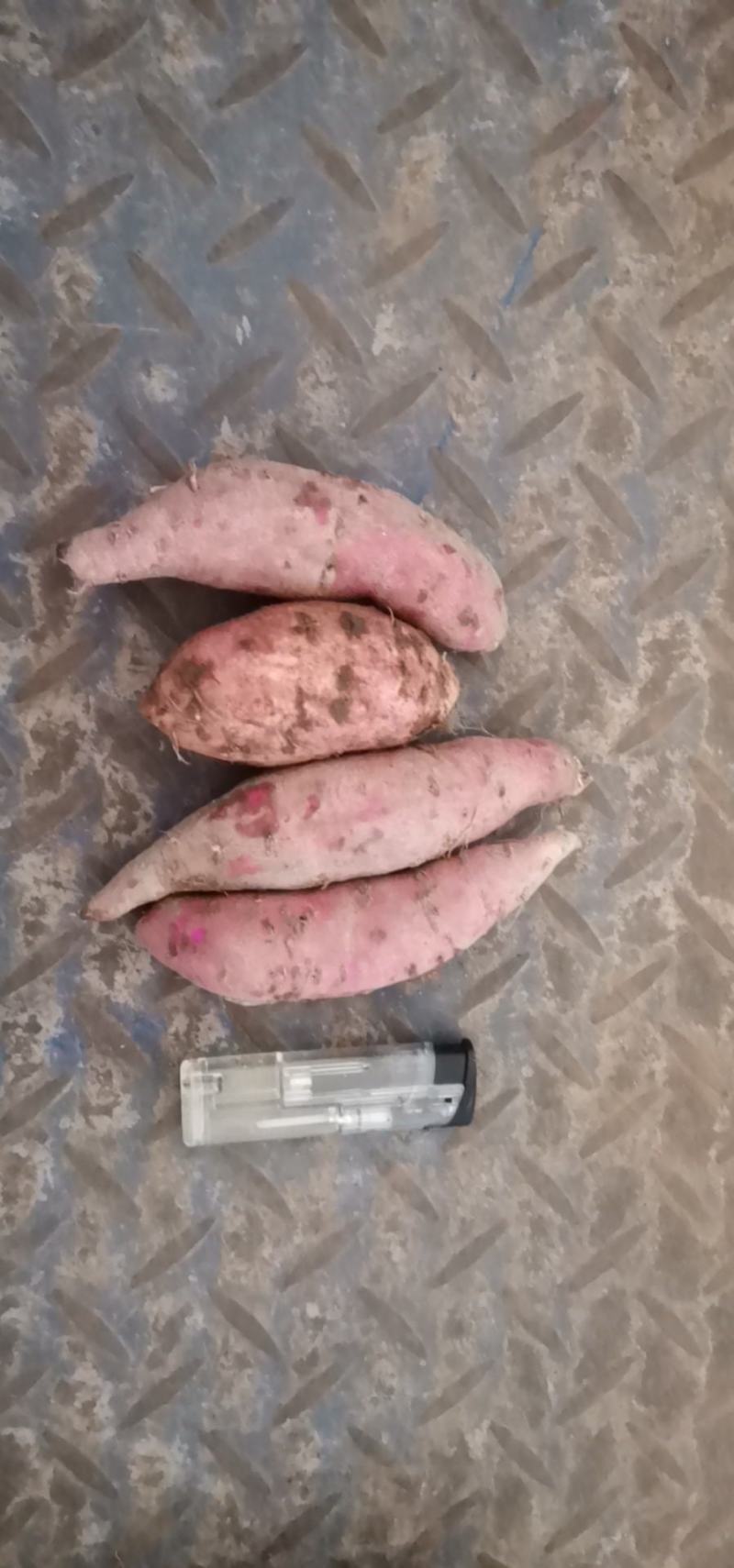 沿海地区，咸水爆皮王