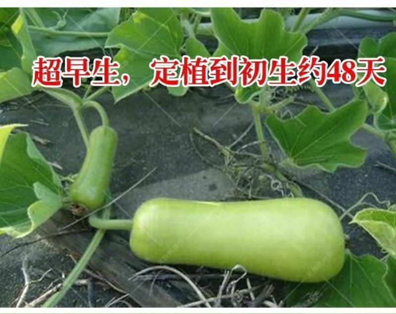 清香瓠瓜种子短蒲瓜种子甜瓠子瓜菜葫芦短棒瓠瓜农家四季蔬菜