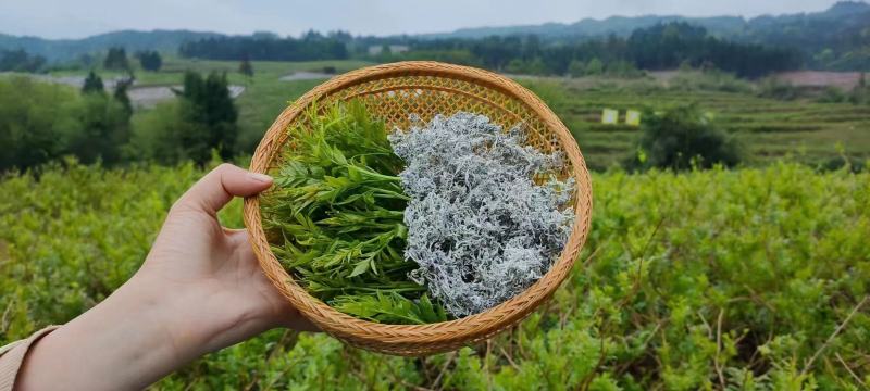 藤茶