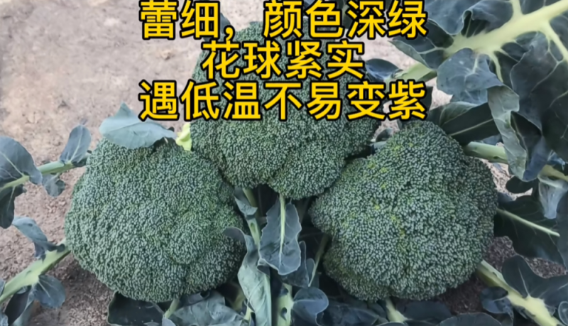 神良1号2号3号马尼拉神良系列菜花种子