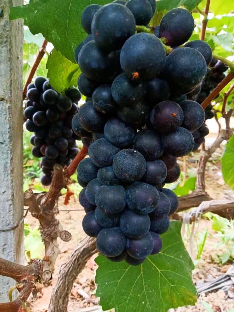 夏黑葡萄