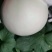玉菇！！个头匀实！！口感甜！皮毛干净！