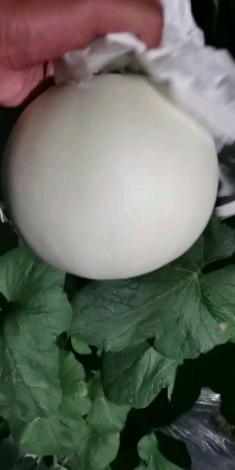 玉菇！！个头匀实！！口感甜！皮毛干净！