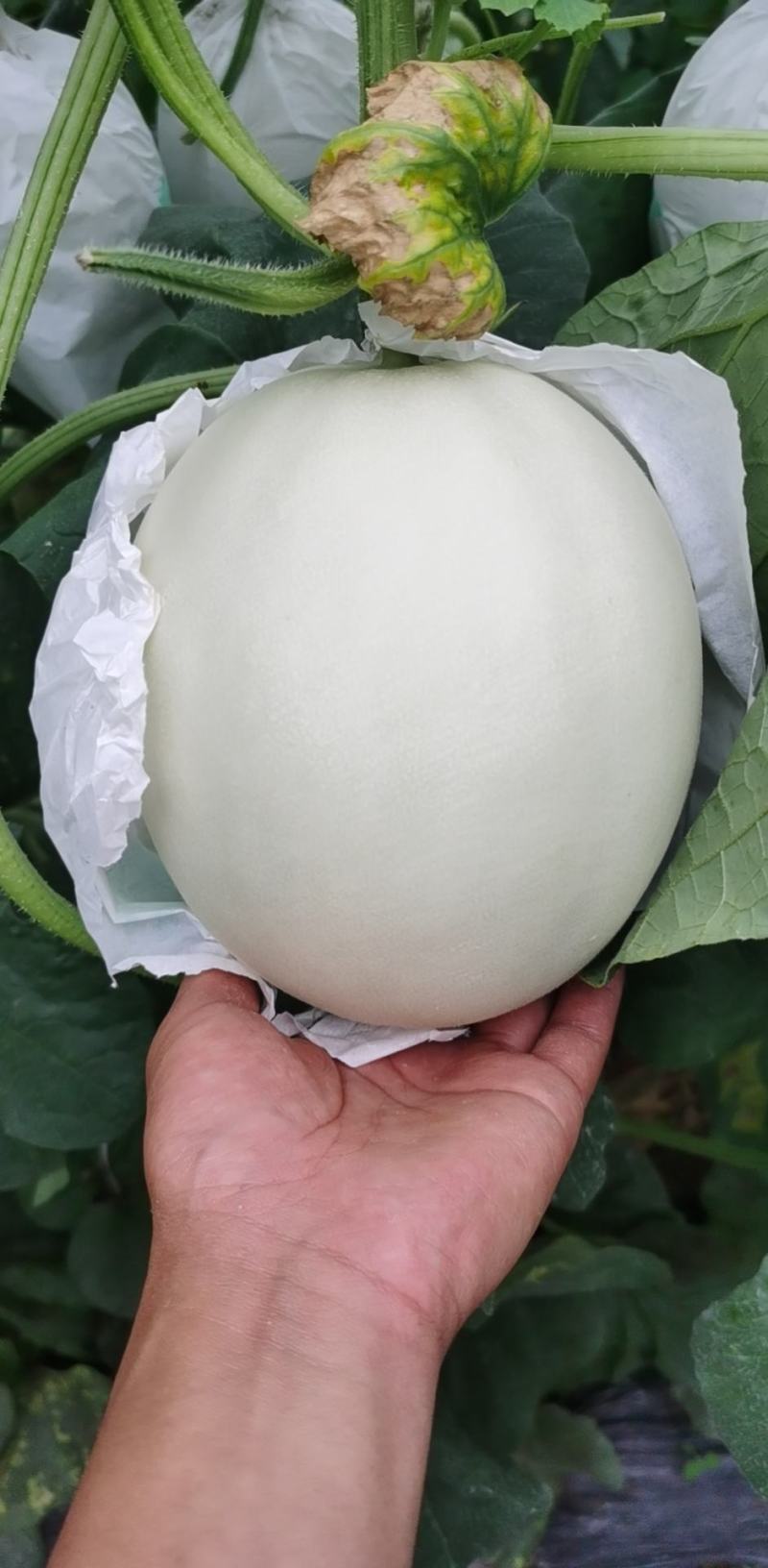玉菇！！个头匀实！！口感甜！皮毛干净！