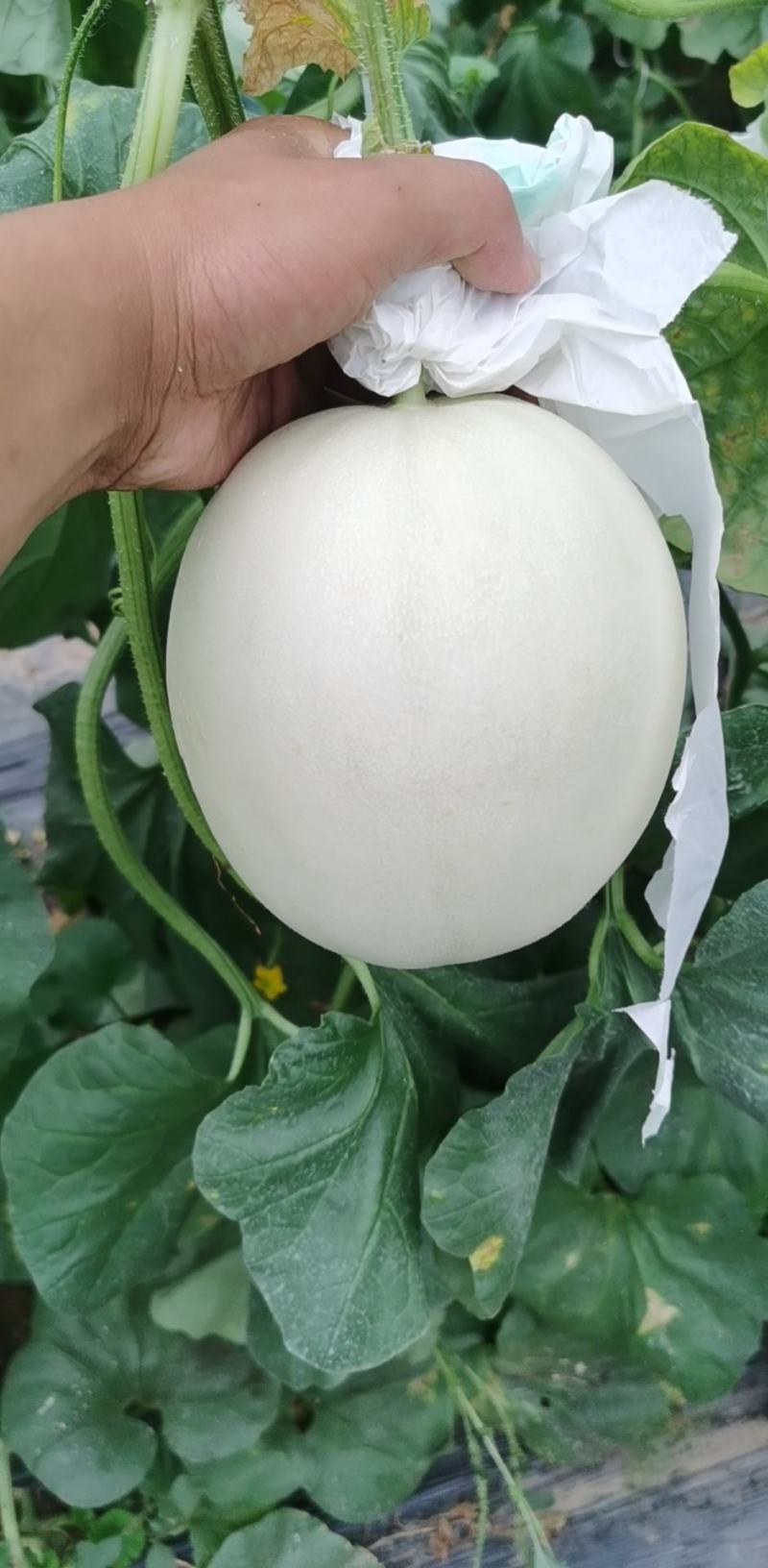玉菇！！个头匀实！！口感甜！皮毛干净！