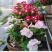 长春花种子四季播种开花室内庭院阳台盆栽花卉耐雨日日春花种
