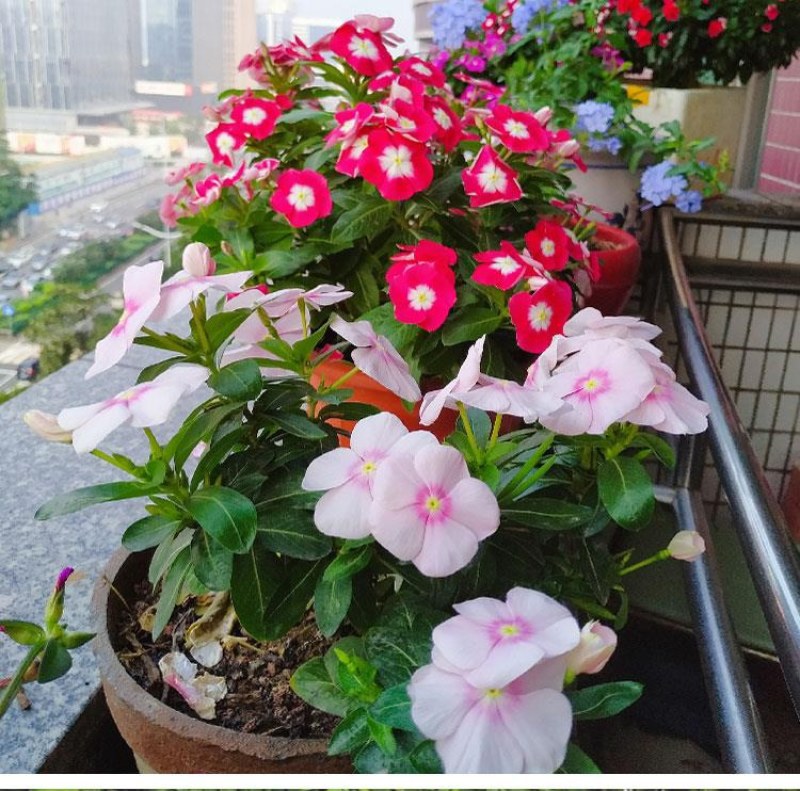 长春花种子四季播种开花室内庭院阳台盆栽花卉耐雨日日春花种