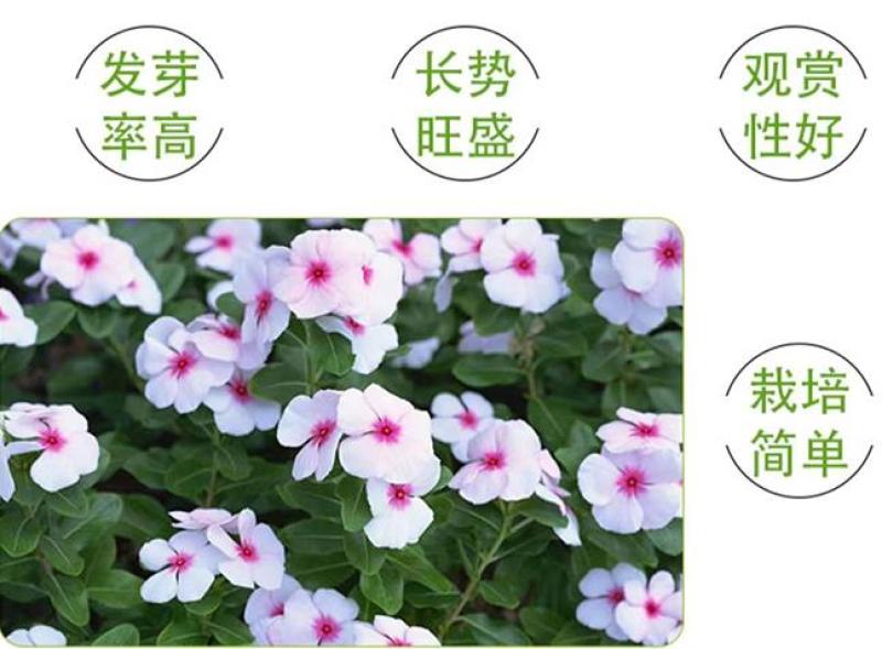 长春花种子四季播种开花室内庭院阳台盆栽花卉耐雨日日春花种