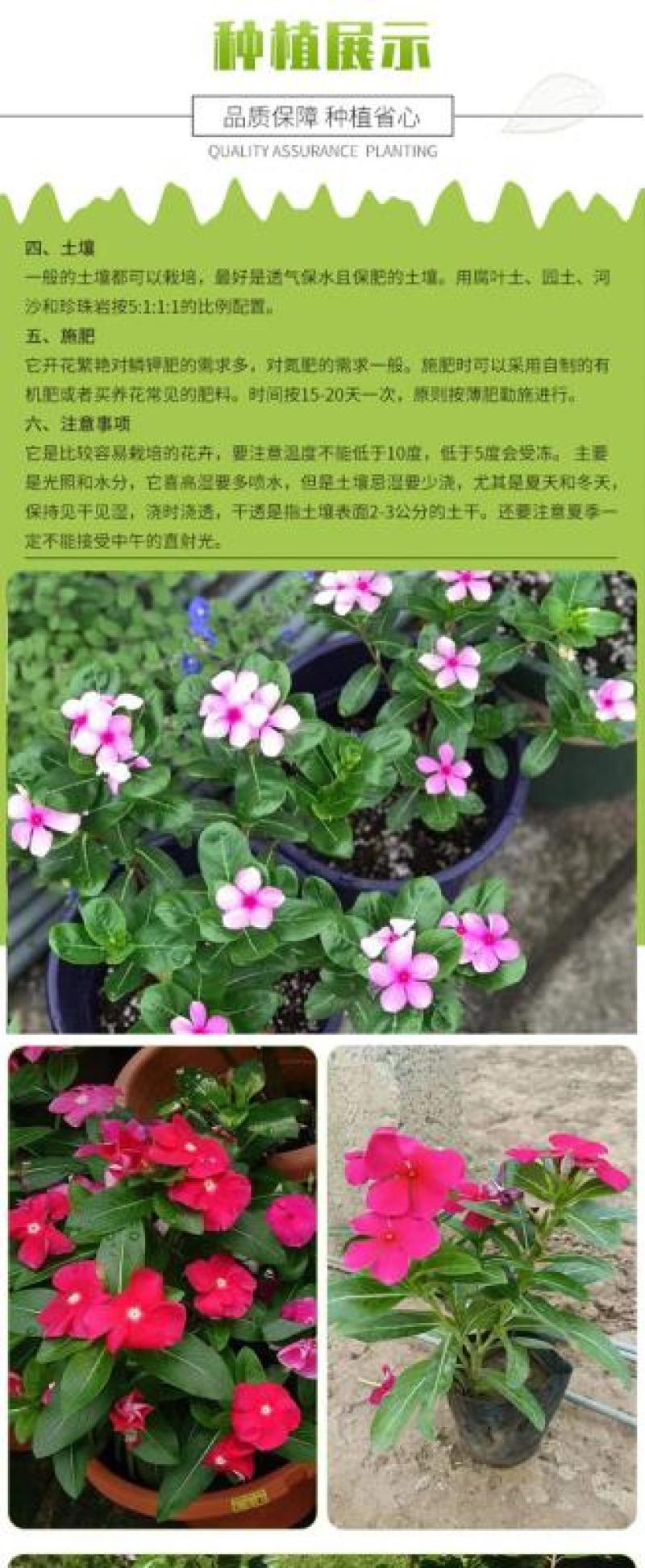 长春花种子四季播种开花室内庭院阳台盆栽花卉耐雨日日春花种