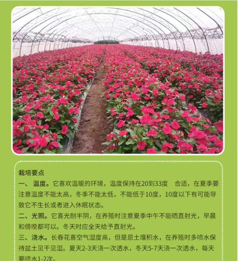 长春花种子四季播种开花室内庭院阳台盆栽花卉耐雨日日春花种