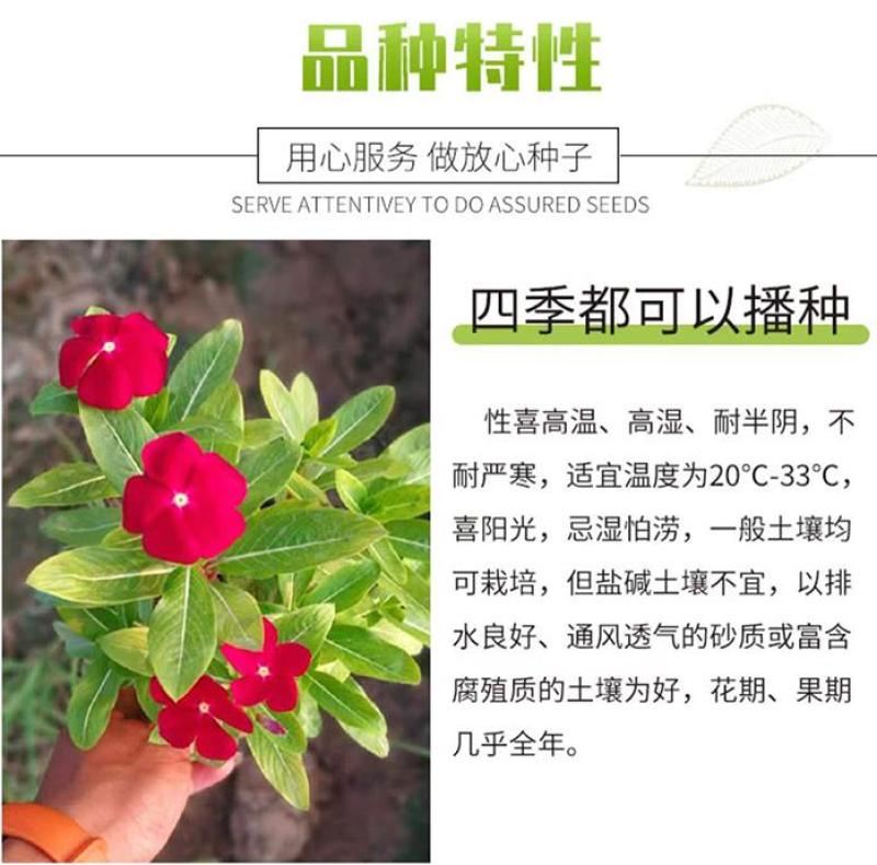 长春花种子四季播种开花室内庭院阳台盆栽花卉耐雨日日春花种
