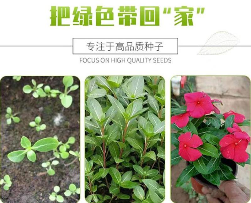 长春花种子四季播种开花室内庭院阳台盆栽花卉耐雨日日春花种