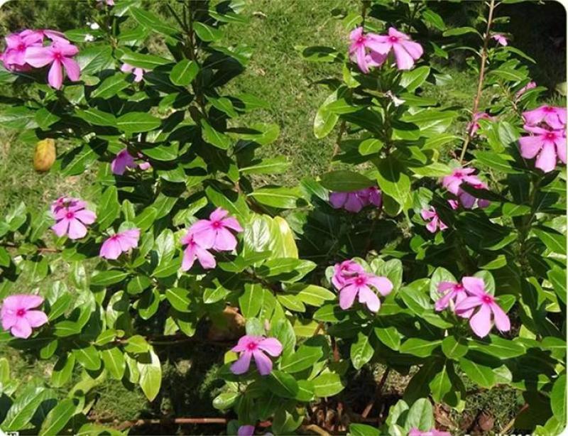 长春花种子四季播种开花室内庭院阳台盆栽花卉耐雨日日春花种