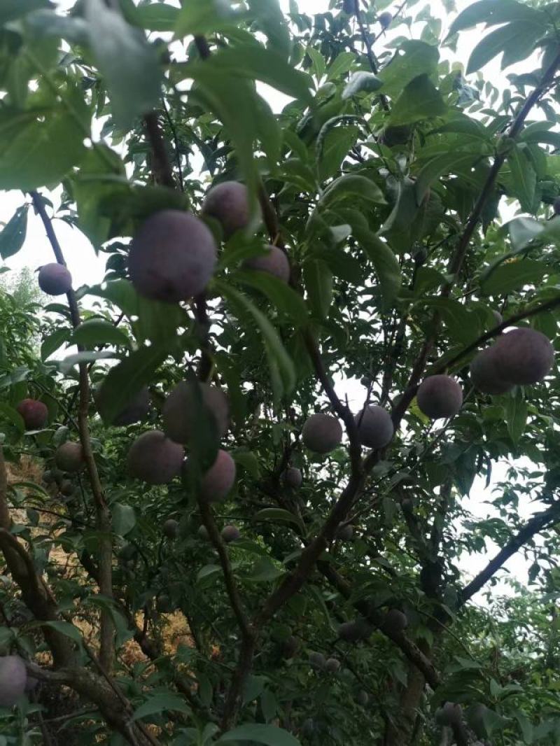 【推荐】5月脆李子大量上市中！产地实发可支持视频看货！