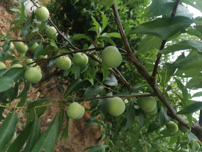 【推荐】5月脆李子大量上市中！产地实发可支持视频看货！