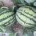 全美4k西瓜种子皮薄耐裂性强果型大耐低温囗感好商品性强