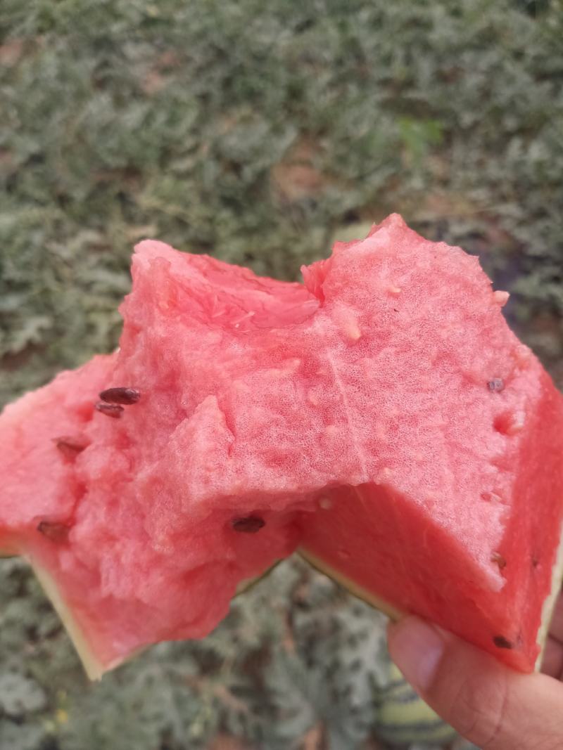 万亩精品甜王，皮薄汁多，黑籽大红瓤，包熟包甜全国发货
