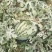 万亩精品甜王，皮薄汁多，黑籽大红瓤，包熟包甜全国发货