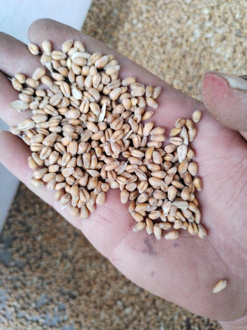 2023年汉中优质新小麦农户一手资源，百吨现货需要来