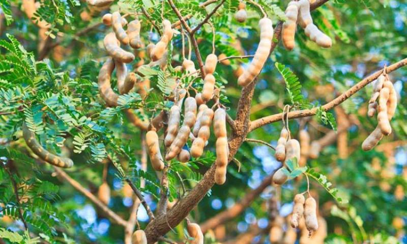 酸角种子酸豆罗望子酸梅木罕甜目坎麻夯种甜角种子