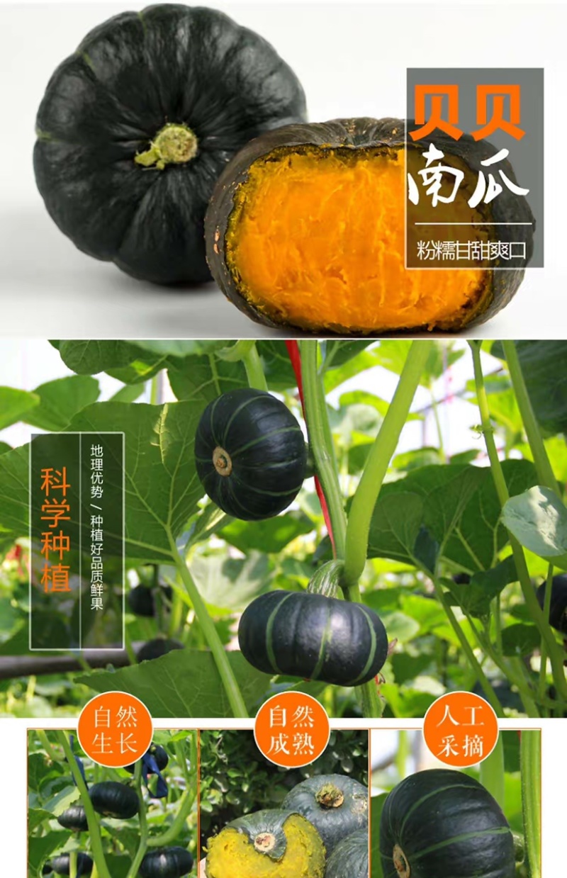 贝贝南瓜🎃新鲜大量现货批发市场，有需要随时联系我