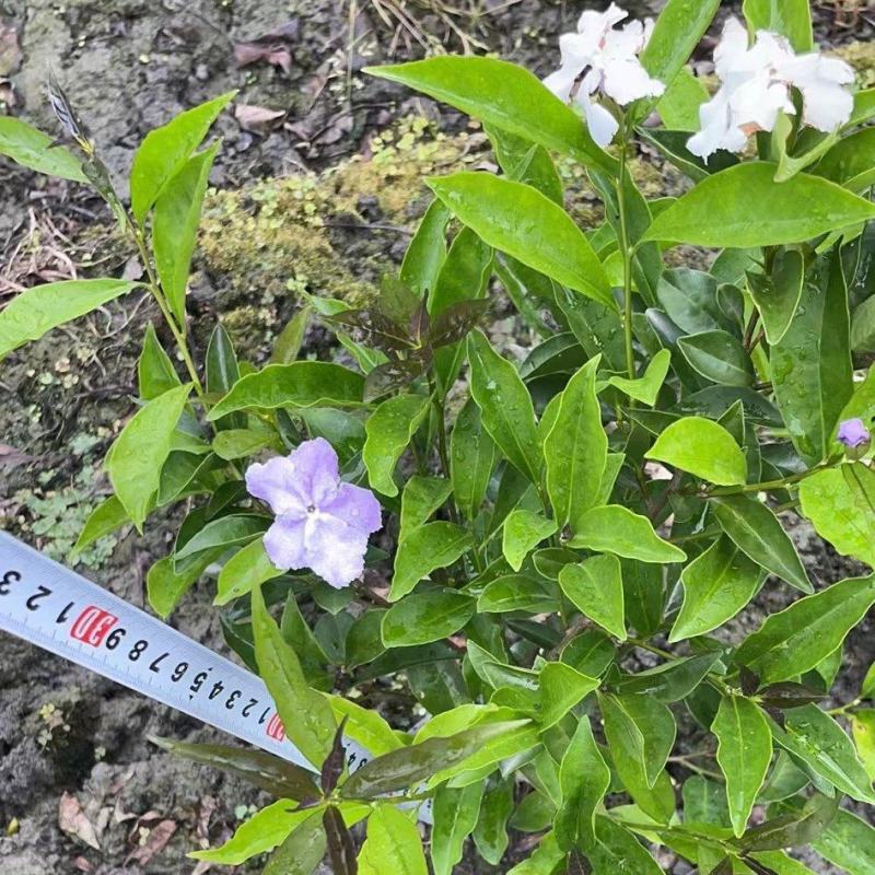 双色茉莉