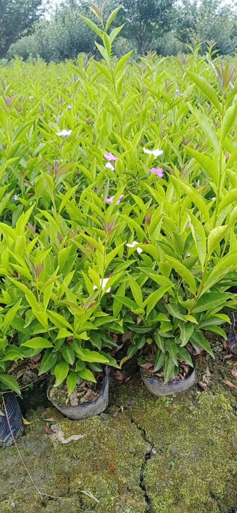 双色茉莉