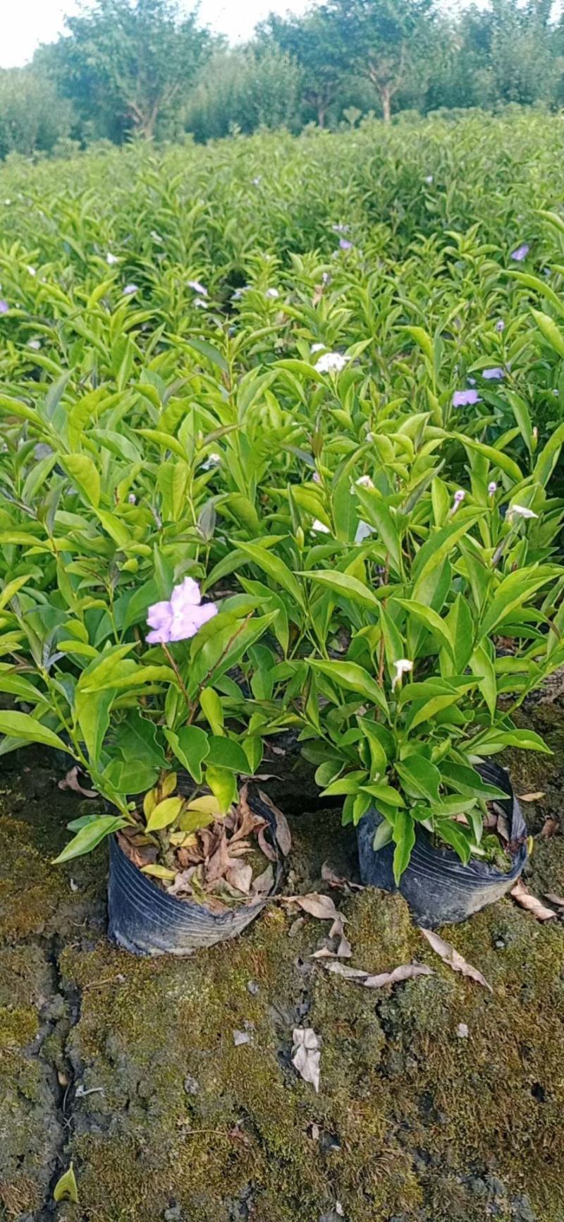 双色茉莉
