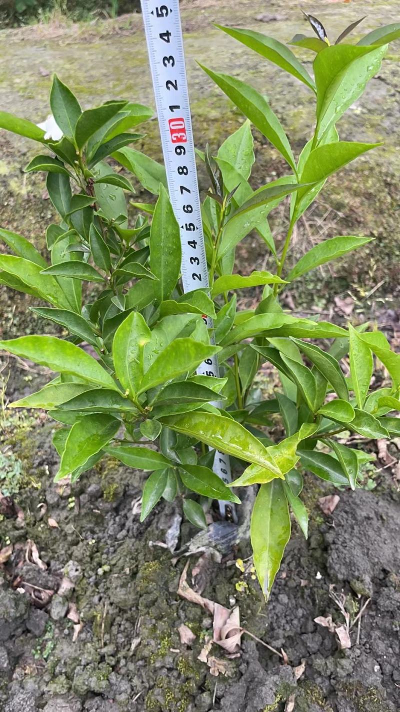 双色茉莉