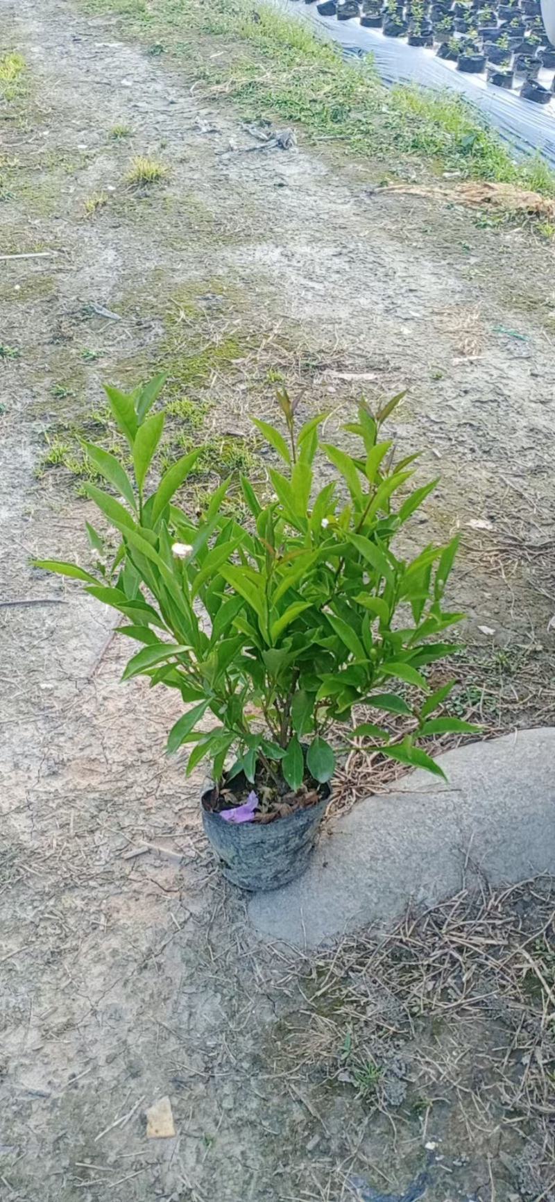 双色茉莉
