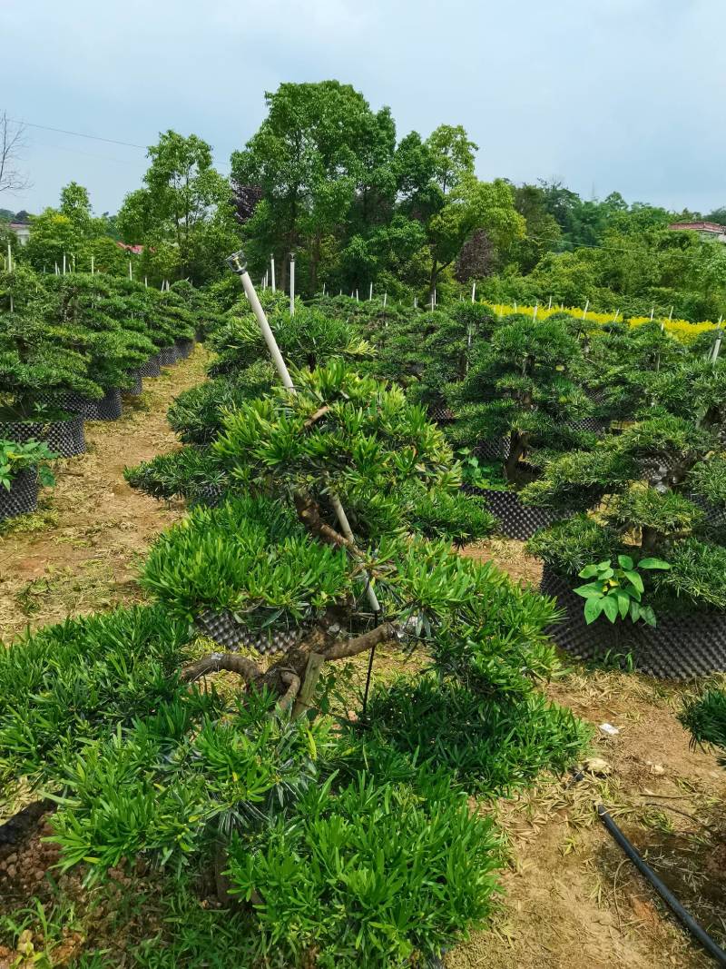 苗圃批发移栽矮桩弯杆长飘造型罗汉松异形矮桩罗汉松量大从优