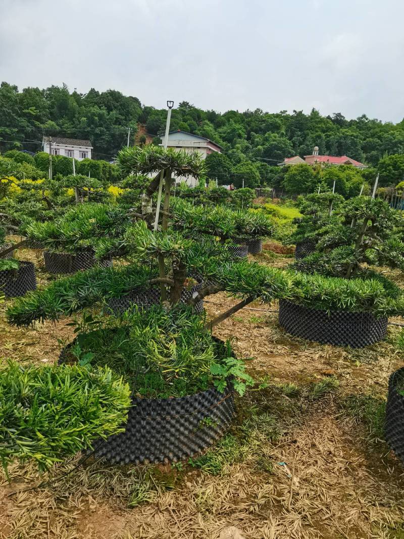 苗圃批发移栽矮桩弯杆长飘造型罗汉松异形矮桩罗汉松量大从优
