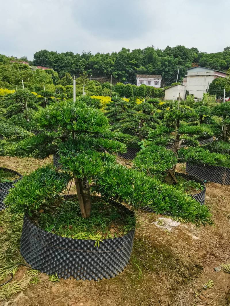 苗圃批发移栽矮桩弯杆长飘造型罗汉松异形矮桩罗汉松量大从优