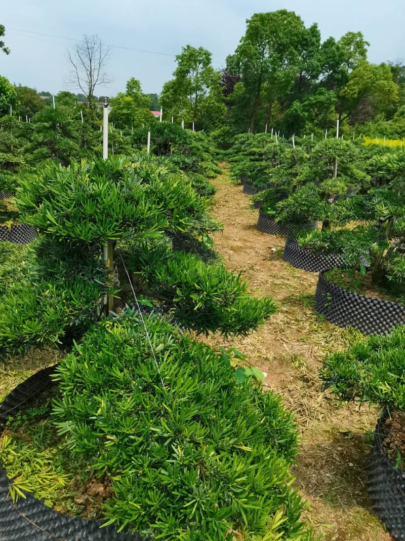 苗圃批发移栽矮桩弯杆长飘造型罗汉松异形矮桩罗汉松量大从优