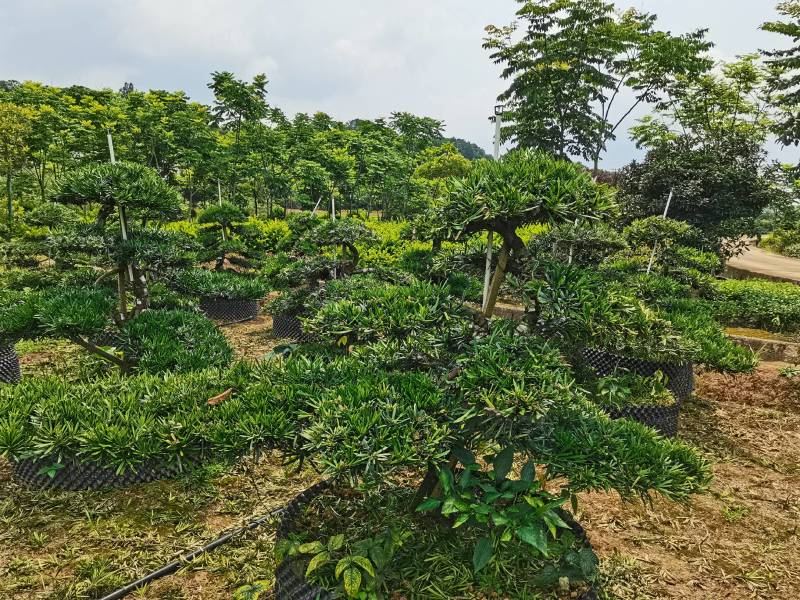 苗圃批发移栽矮桩弯杆长飘造型罗汉松异形矮桩罗汉松量大从优