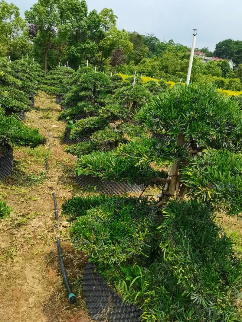 苗圃批发移栽矮桩弯杆长飘造型罗汉松异形矮桩罗汉松量大从优