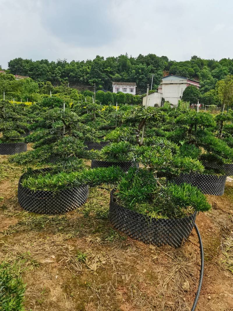 苗圃批发移栽矮桩弯杆长飘造型罗汉松异形矮桩罗汉松量大从优