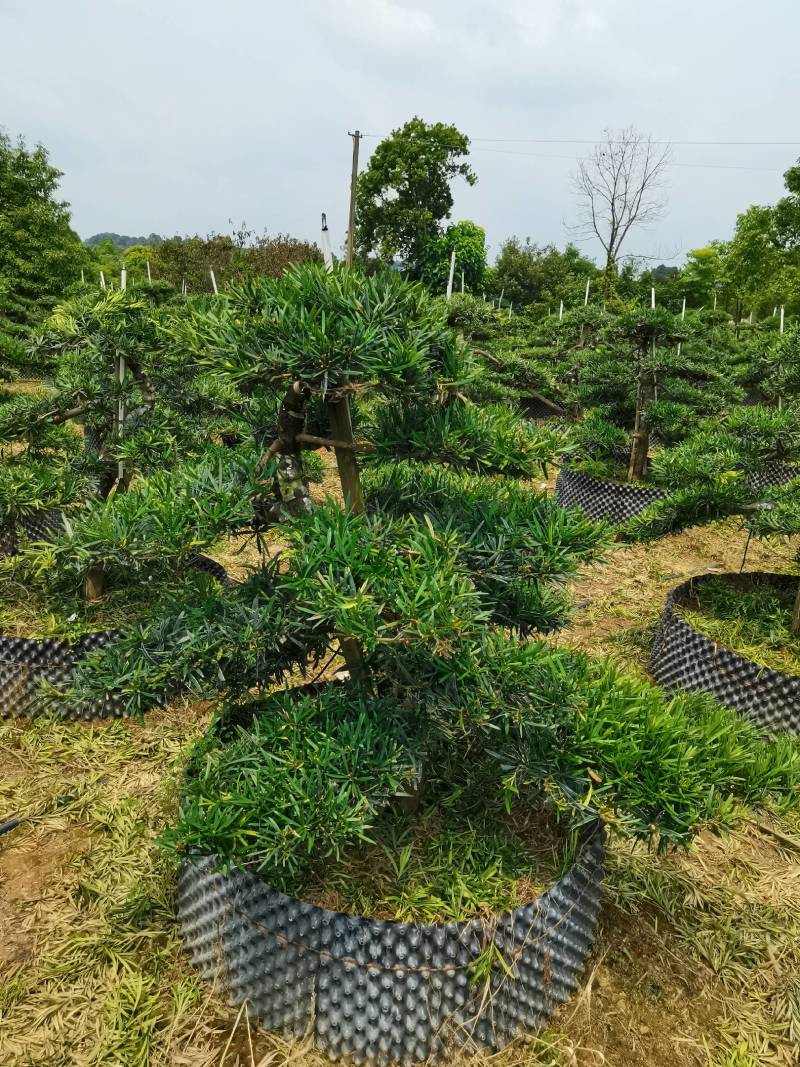 苗圃批发移栽矮桩弯杆长飘造型罗汉松异形矮桩罗汉松量大从优