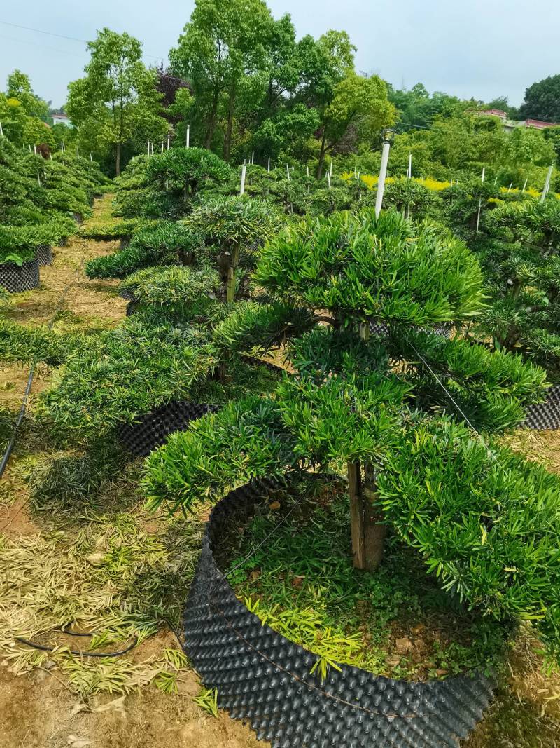 苗圃批发移栽矮桩弯杆长飘造型罗汉松异形矮桩罗汉松量大从优