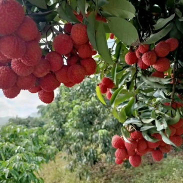 荔枝