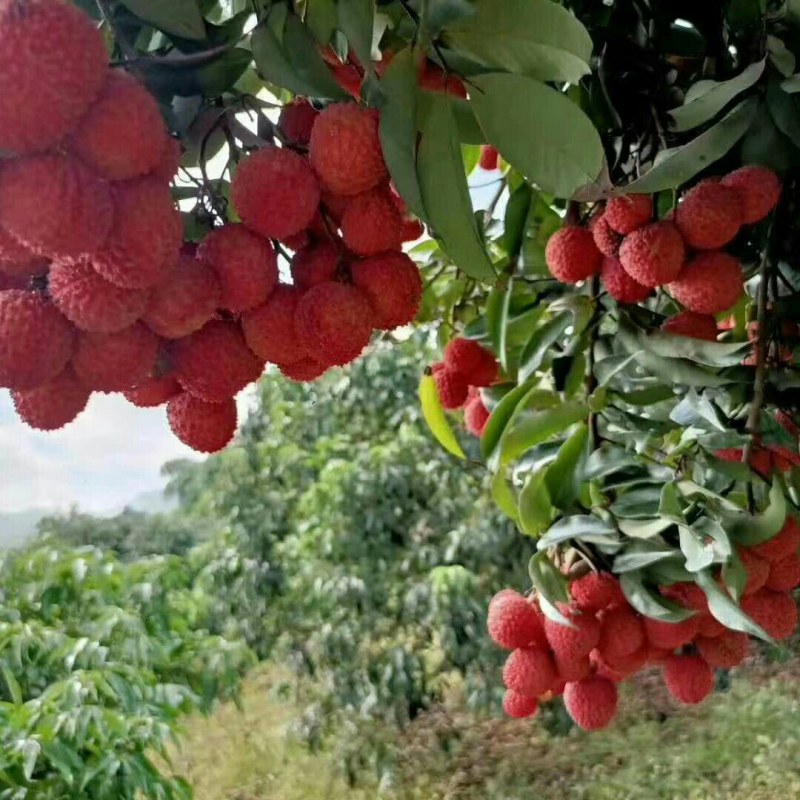 荔枝